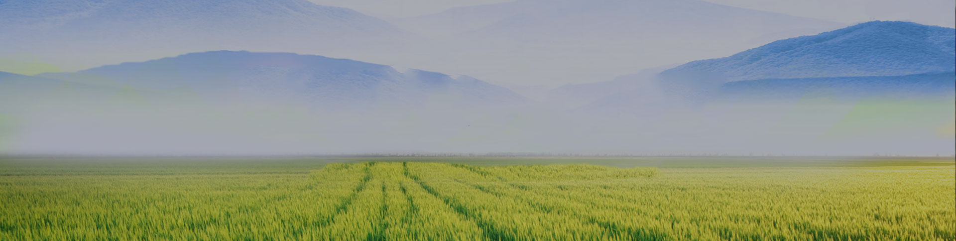 野谷集團網(wǎng)站|一網(wǎng)天行-網(wǎng)站建設(shè)小程序APP系統(tǒng)軟件開發(fā)公司